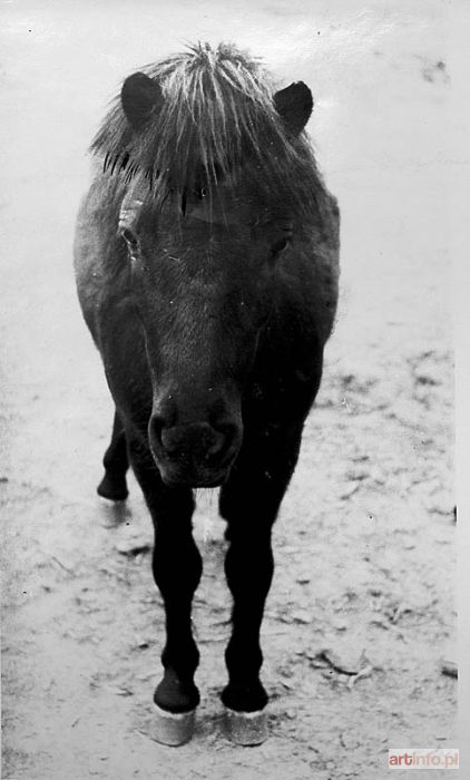 TARASIN Jan | Bez tytułu, 1979