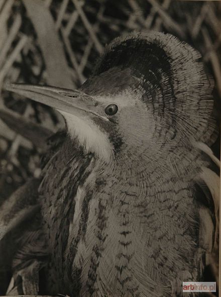 PUCHALSKI Włodzimierz | Portret bąka, ok. 1953