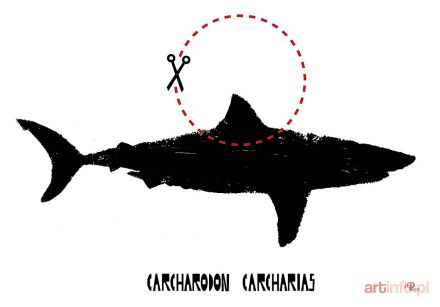 KUBICA Sebastian | Carcharodon Carcharias (Żarłacz Biały), z cyklu Polowanie