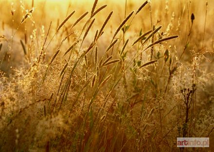 RAINKA Katarzyna | Fotografia