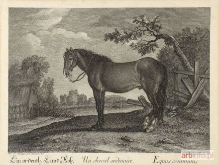 RIDINGER Johann Elias | RASY i ODMIANY KONI. KOŃ ZWYKŁY (Equus communis), ok. 1760