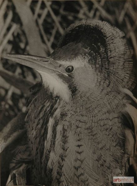 PUCHALSKI Włodzimierz | Portret bąka, ok. 1953