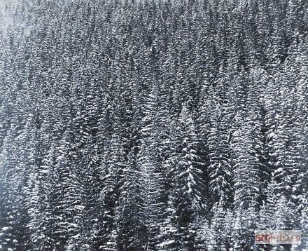 WESELIK Jan | Tatry - Las na zboczu gór