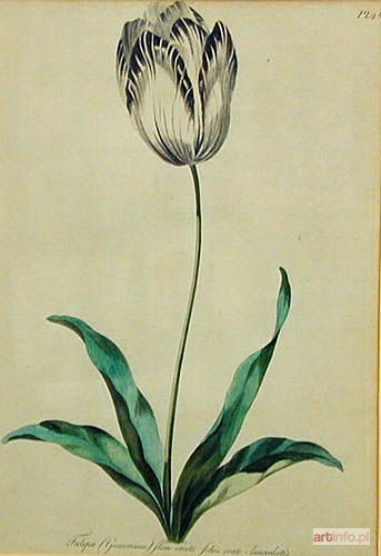 EDWARDS John | Tulipan, przed 1795