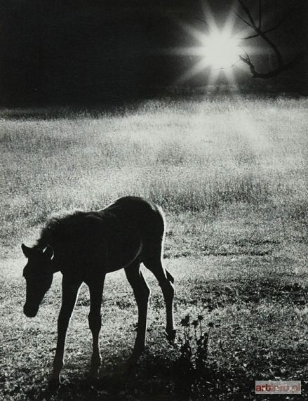 WILSON Luis | The horse, przed 1970