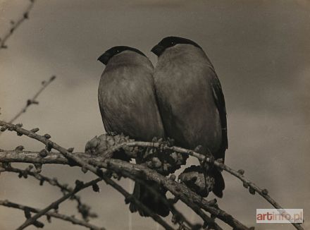 PUCHALSKI Włodzimierz | Gile, ok. 1953