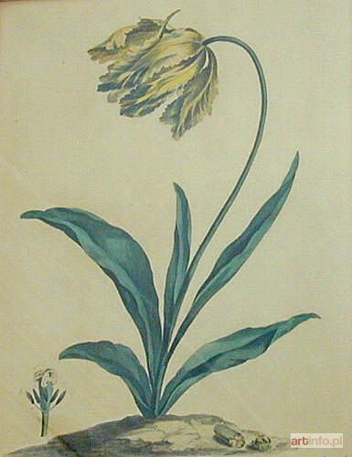 EDWARDS John | Tulipan, przed 1795